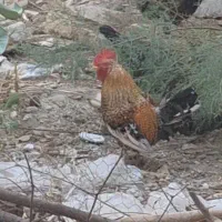 خروس محلی|حیوانات مزرعه|عسلویه, |دیوار