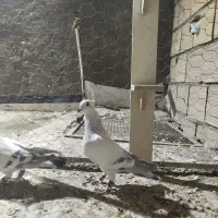 شامی  کاکلی