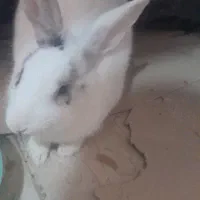 خرگوش|موش و خرگوش|اهر, |دیوار