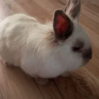 خرگوش لوپ نر