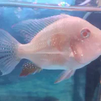 ماهی دیسکس|ماهی|مشهد, اروند (کشف)|دیوار