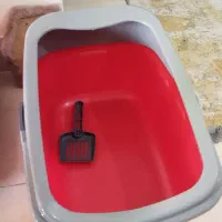 گربه|لوازم جانبی حیوانات|شیراز, شهرک بزین|دیوار