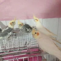 عروس هلندی|پرنده|قروه, |دیوار