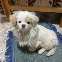 سگ پاپی|سگ|اصفهان, شهرک سلامت|دیوار