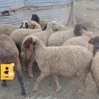 گوسفند