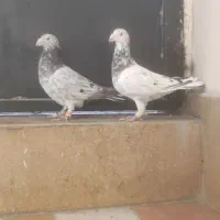سرور پلاکی|پرنده|شیراز, شاه قلی بیگی|دیوار