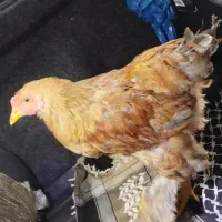 مرغ زینتی نژاد برهما