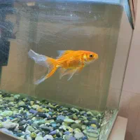 آکواریوم شیشه خم|ماهی|بیرجند, |دیوار