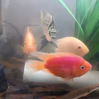 تعدادی ماهی گوشتخوار