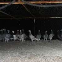 کبوتر کفتر