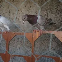 دوعدد گرفتنی زنبور|پرنده|قزوین, |دیوار