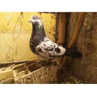 کبوترها|پرنده|شیروان (خراسان), |دیوار