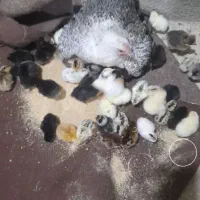 مرغ با ۹۰ تا جوجه