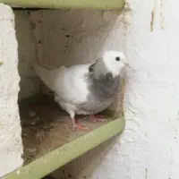 کفتر جوجه سینه وطوقی