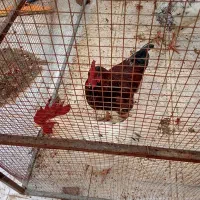 فروش خروس محلی|حیوانات مزرعه|پردیس, شهرک صنعتی خرمدشت فاز ۷|دیوار