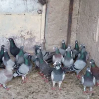 کفتر|پرنده|شیراز, دارالرحمه|دیوار