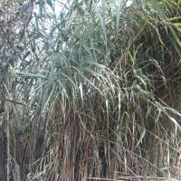 نی تازه ویلا باغ خانه