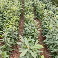 نهال ازگیل و نارنج