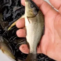 انواع ماهی پرورشی بچه کپور و آمور|ماهی|کرمانشاه, |دیوار