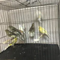 قناری ماده مست مست|پرنده|ری, علایین|دیوار