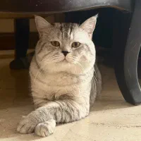 گربه بریتیش سیلور نر وارداتی/آماده جفت‌گیری