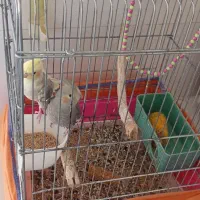 عروس هلندی سخنگو