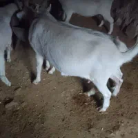 بزسانن چند قلوزاه به شرط