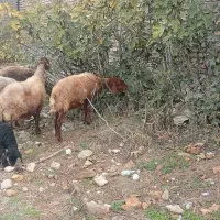 ۷تا گوسفند با ۶تا بره|حیوانات مزرعه|گرگان, |دیوار