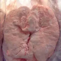 دنبه|خوردنی و آشامیدنی|اهواز, کوی جانبازان(دانش)|دیوار