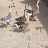 قوغاز