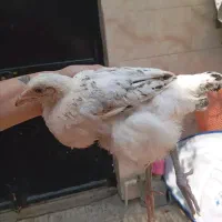 جوجه مرغ بالغ