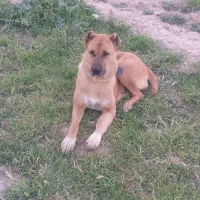 واگذاری ۲قلاده سگ گله