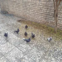 4جفت کفتر بهبهانی