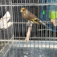 سره قناری دهن لرمست بخون|پرنده|تهران, صادقیه|دیوار