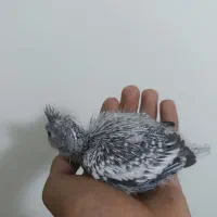 عروس هلندی آلبینو لوتینو معاوضه