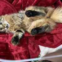 واگذاری رایگان گربه دی ال اچ مهربون|گربه|نوشهر, |دیوار