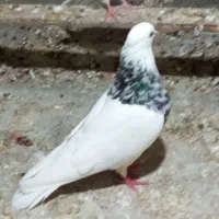 کبوتر طوقی|پرنده|گله دار, |دیوار