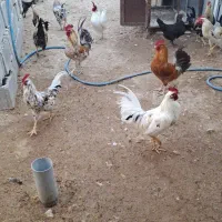 تعدادی خروس محلی