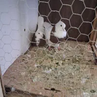 کبوتر طوقی نر و ماده