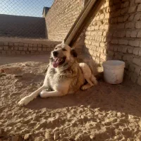 سگ نرسنگسری|سگ|تهران, تجریش|دیوار