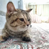 بچه گربهی بسیار آروم|گربه|زاهدان, |دیوار