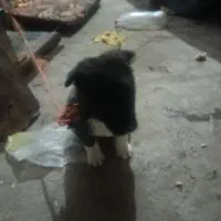 تازه غذاخورشده|سگ|تربت جام, کلالی|دیوار