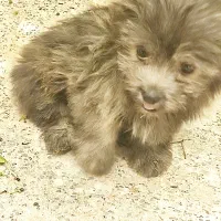 سگ شیتزو تریر