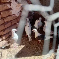 آلمانی پرشی