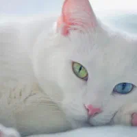 گربه انگورا ترکی