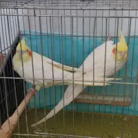یک جفت عروس هلندی تخمگذار