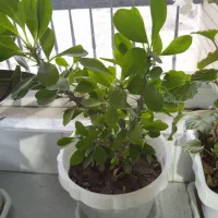 گل های آپارتمانی|گل و گیاه طبیعی|بهار, |دیوار