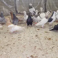 کبوتر  رنگی|پرنده|گنبد کاووس, |دیوار