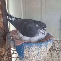 کبوتر تهرونی