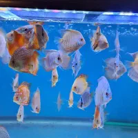 دیسکس زیبا و غذاخور|ماهی|تهران, زاهد گیلانی|دیوار